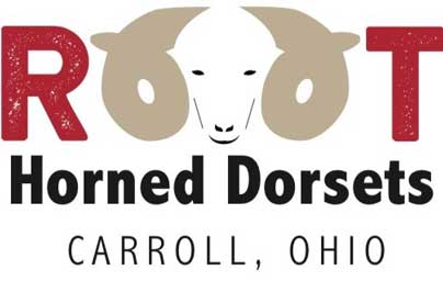 Root Horned Dorsets
